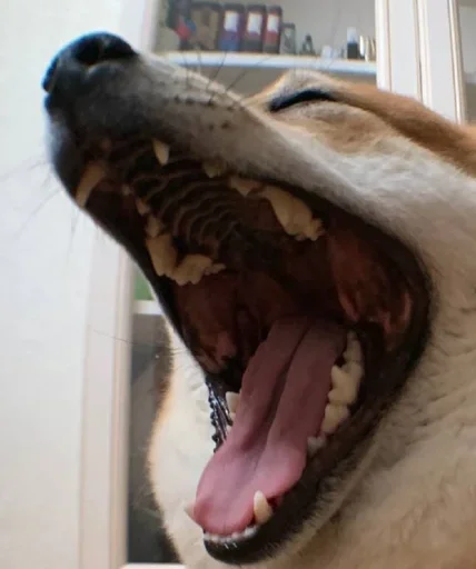 Sticker dogeshibocheque - 1