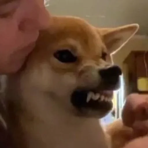 Sticker dogeshibocheque - 1