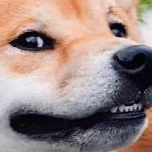 Sticker dogeshibocheque - 1