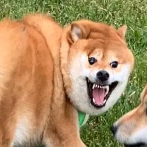 Sticker dogeshibocheque - 1