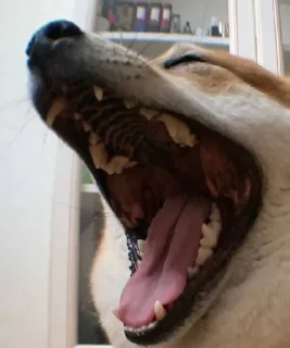 Sticker Доге шыба шыбочка - 9