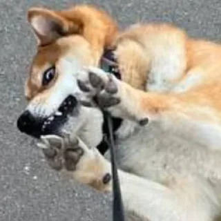 Sticker Доге шыба шыбочка - 1