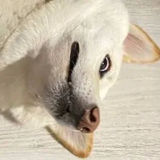 Sticker Доге шыба шыбочка - 3