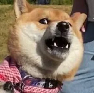 Sticker Доге шыба шыбочка - 4