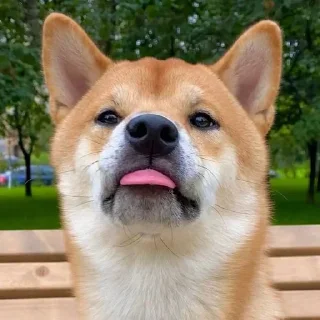 Sticker Доге шыба шыбочка - 6