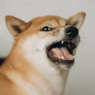 Sticker Доге шыба шыбочка - 10