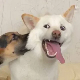 Sticker Доге шыба шыбочка - 2