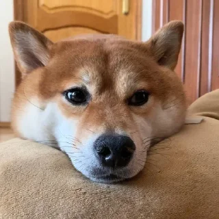 Sticker Доге шыба шыбочка - 11