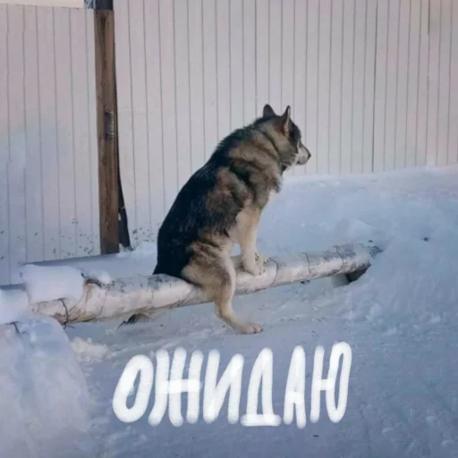 Sticker doggodoinghisbest - 1