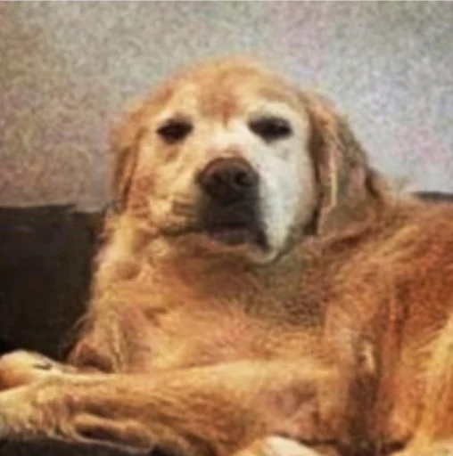 Sticker doggodoinghisbest - 1