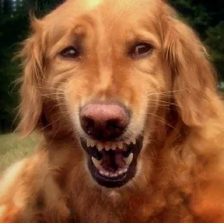 Sticker doggodoinghisbest - 2