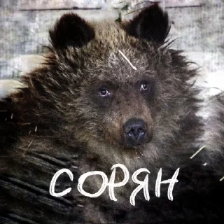 Sticker doggodoinghisbest - 4