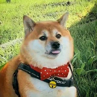 Sticker doggodoinghisbest - 9