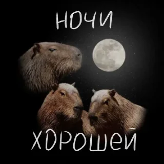 Sticker doggodoinghisbest - 5