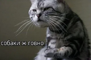 Sticker doghunter - 6