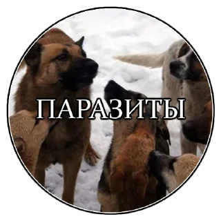 Sticker doghunter - 11