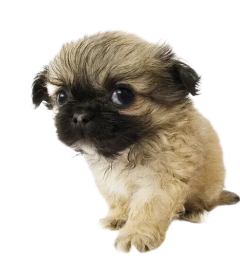 Sticker dogs_by_stkpbot - 1