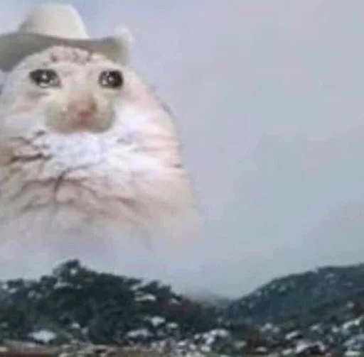 mammal animal rodent