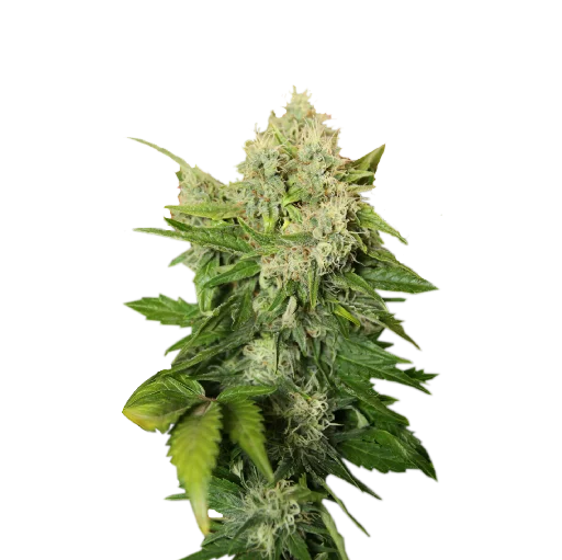 Sticker dolbimoyledd - 0