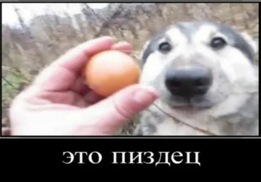 фрукт собака на открытом воздухе