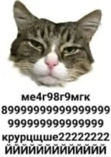 Sticker паштет собачий каждый день - 7