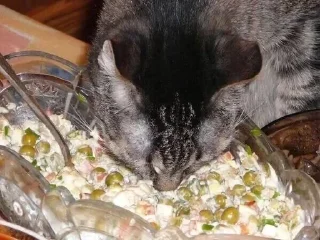 Sticker паштет собачий каждый день - 2