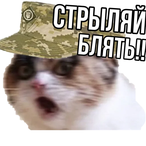 СМС домашняя кошка кошка