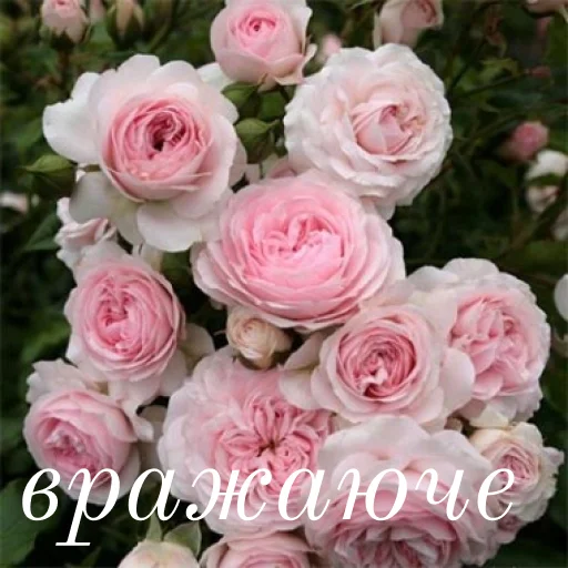 Стикер щиро кохаю!) - 11