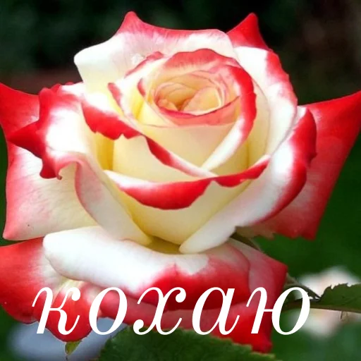 Стикер щиро кохаю!) - 8