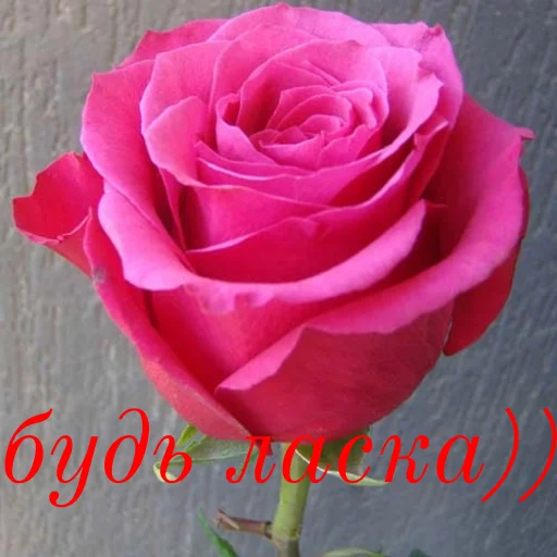 Стикер щиро кохаю!) - 7