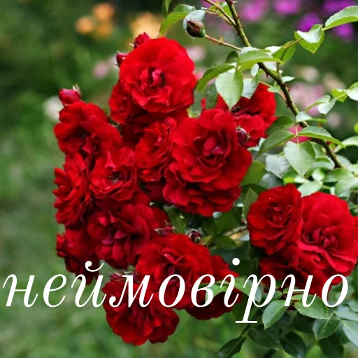 Стикер щиро кохаю!) - 2