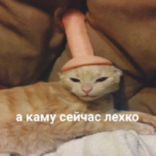 mammal animal small to medium-sized cats