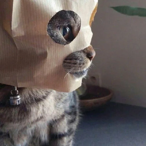 small to medium-sized cats felidae animal