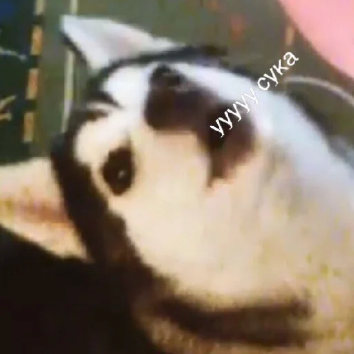 animal mammal indoor