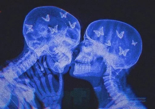 animal invertebrate jellyfish