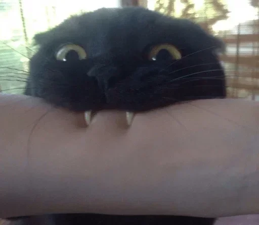 mammal animal small to medium-sized cats