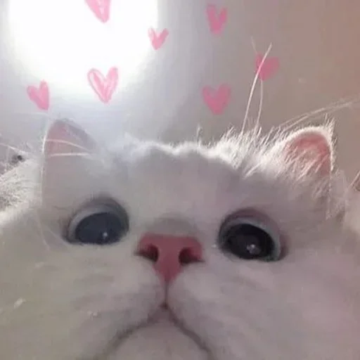 кошка млекопитающее домашняя кошка