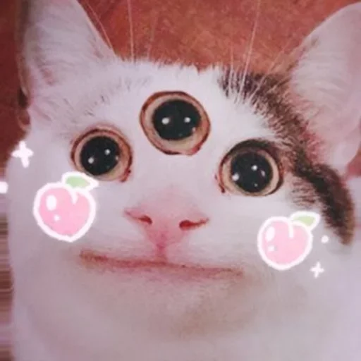 животное кошка кошки малого и среднего размера