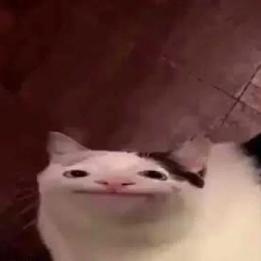 животное млекопитающее кошка