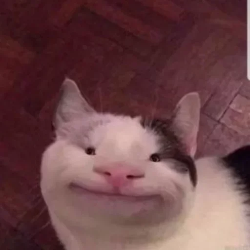 млекопитающее животное кошка