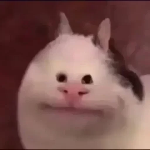 животное млекопитающее кошка