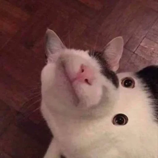 млекопитающее животное кошки малого и среднего размера