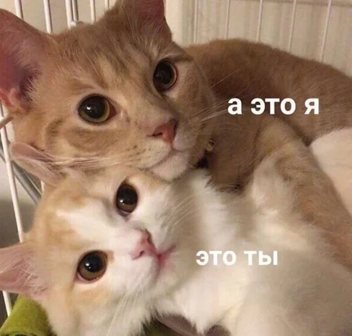 млекопитающее животное кошка