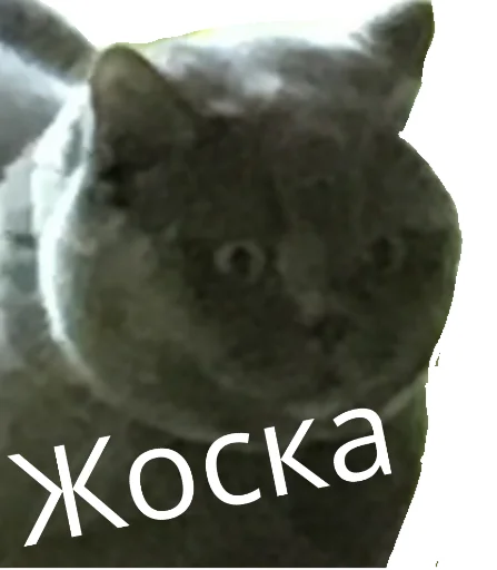 Sticker doshikstickers - 1