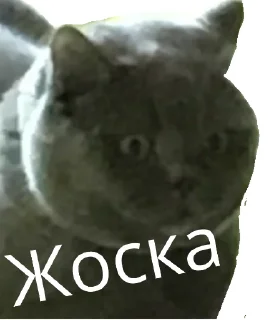 Стикер Doshik stickers - 8