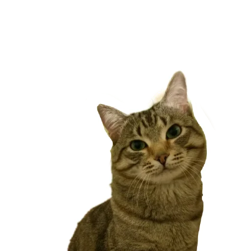 animal cat domestic cat