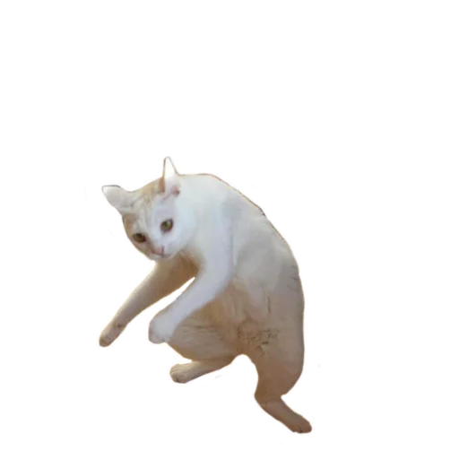 animal domestic cat cat