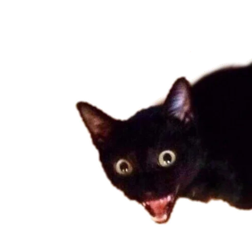 animal mammal small to medium-sized cats