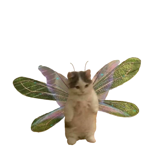 animal invertebrate insect