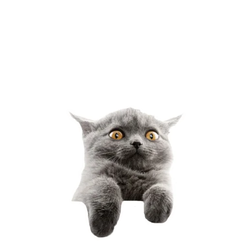 animal domestic cat small to medium-sized cats